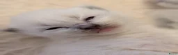Ragdoll cats for sale: Ragdoll kittens  - Advert 10