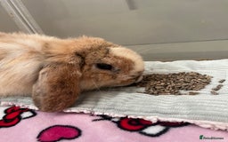 Mini Lop rabbits for sale: Sold   - Advert 6