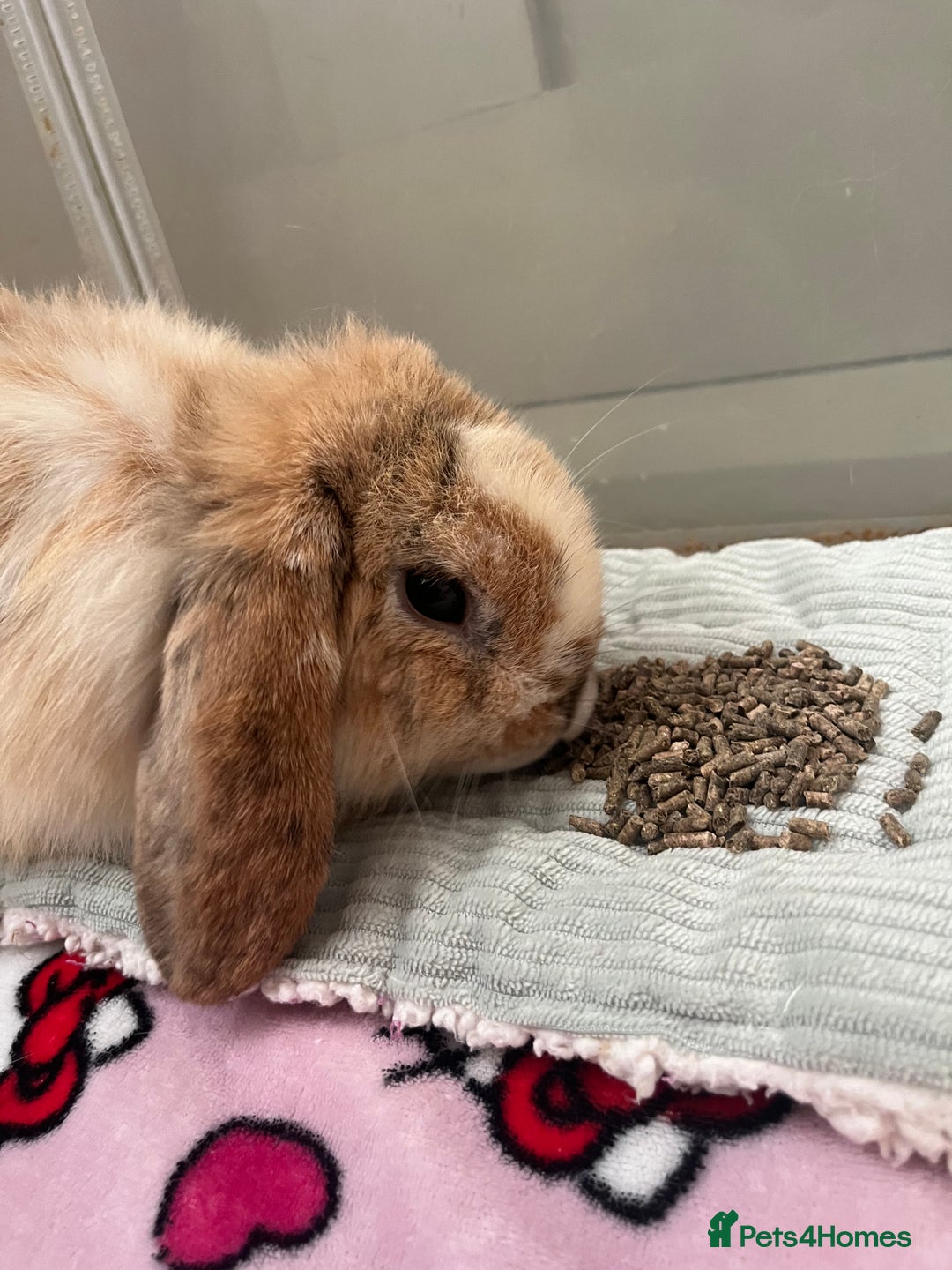 Mini Lop rabbits for sale: Sold   - Advert 6