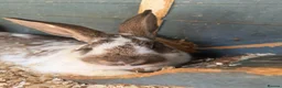 Mixed Breed rabbits for sale: 3 rabbits and cage  in Staines - Advert 6