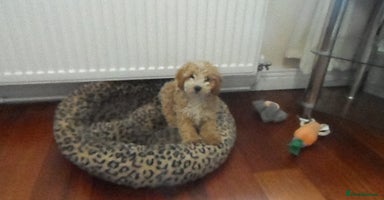 Cavapoo dogs - Advert 16