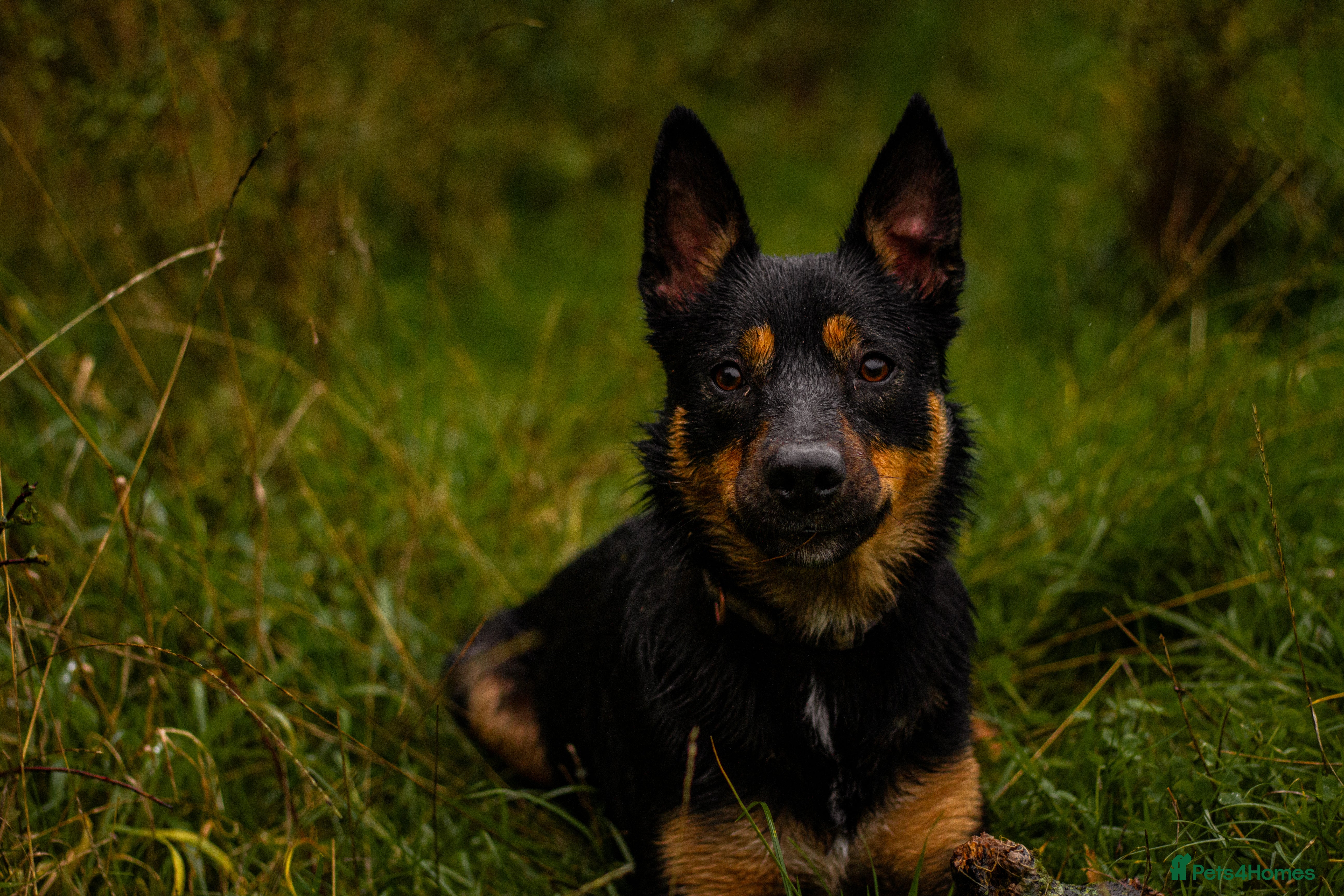 Mixed Breed dogs Jax Kelpie x Collie in Worcester - Advert 1