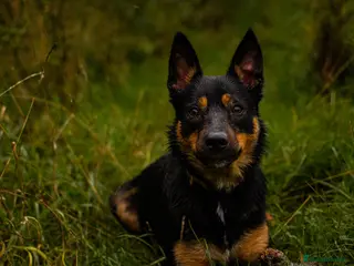 Mixed Breed dogs Jax Kelpie x Collie in Worcester - Advert 1