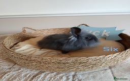 Mini Lop rabbits for sale: Fantastic mini lop babies forsale  - Image 19