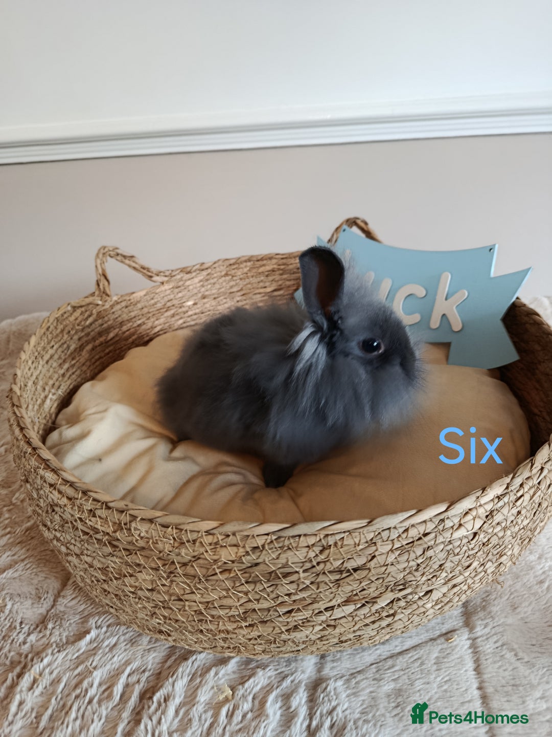 Mini Lop rabbits for sale: Fantastic mini lop babies forsale  - Image 19