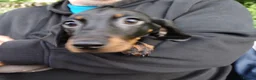 Miniature Dachshund dogs for sale: 4 dachshund puppies very cute  - Advert 11