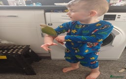 Canaries birds for sale: ( Pippin) Conure  - Image 4