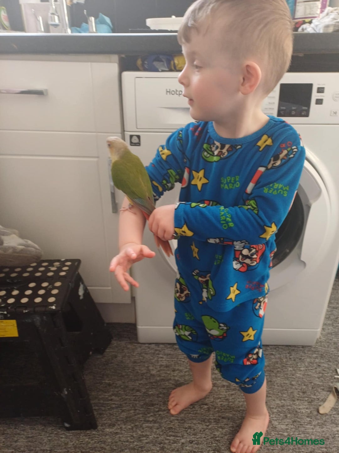 Canaries birds for sale: ( Pippin) Conure  - Image 4