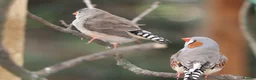 Finches birds for sale: Various Zebra Finch Variants  - Advert 3