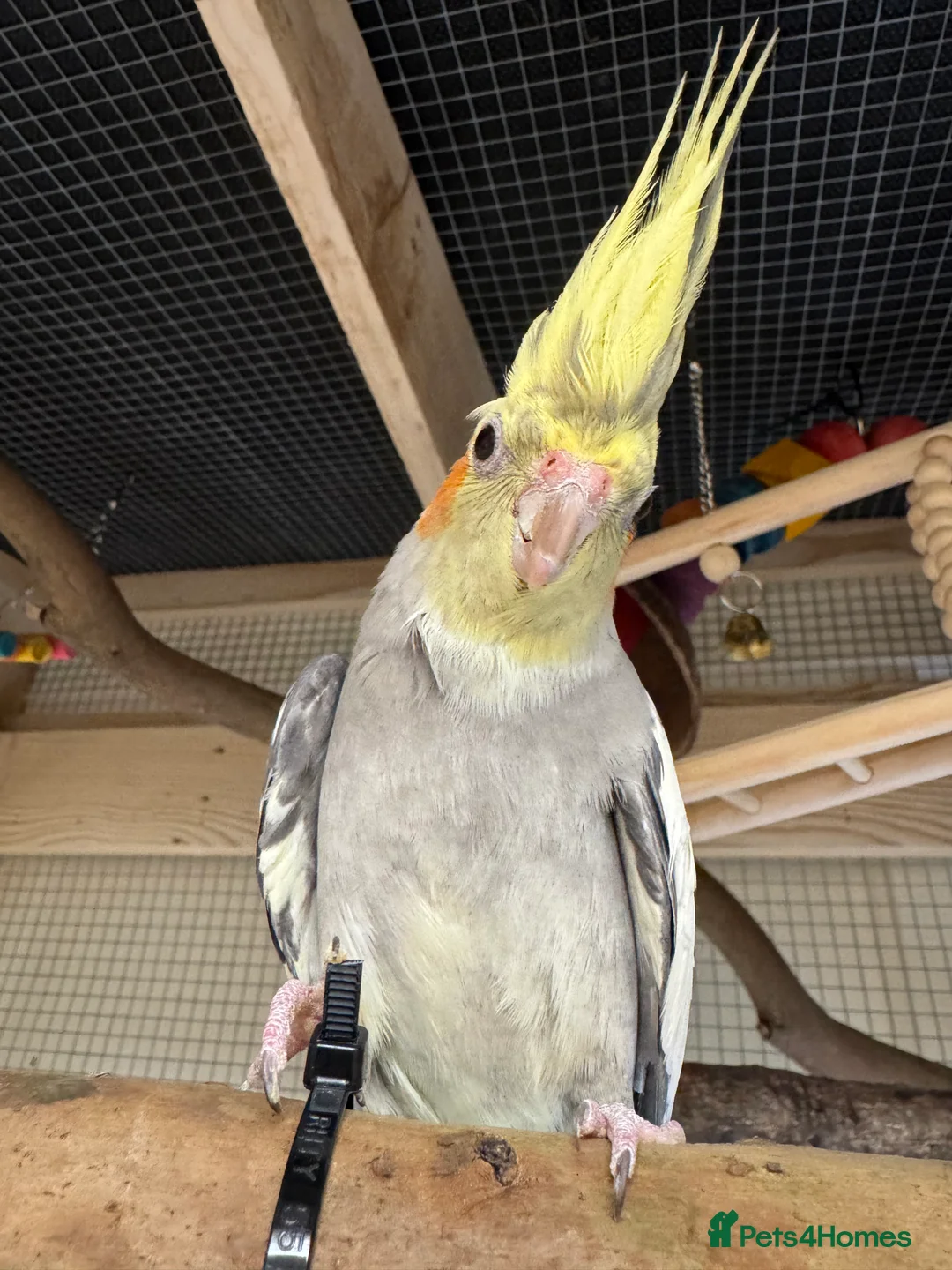 Cockatiels birds for sale: Cockatiel for sale  - Advert 2