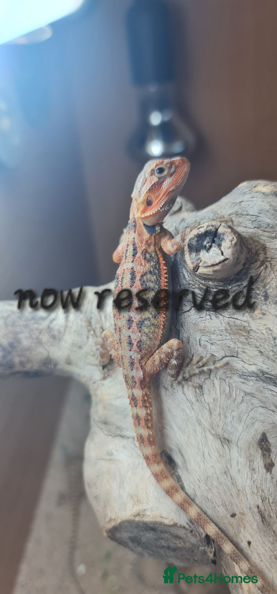 Bearded Dragon reptiles 6 left! Red X sun burst Hypo Translucent babies - Advert 11