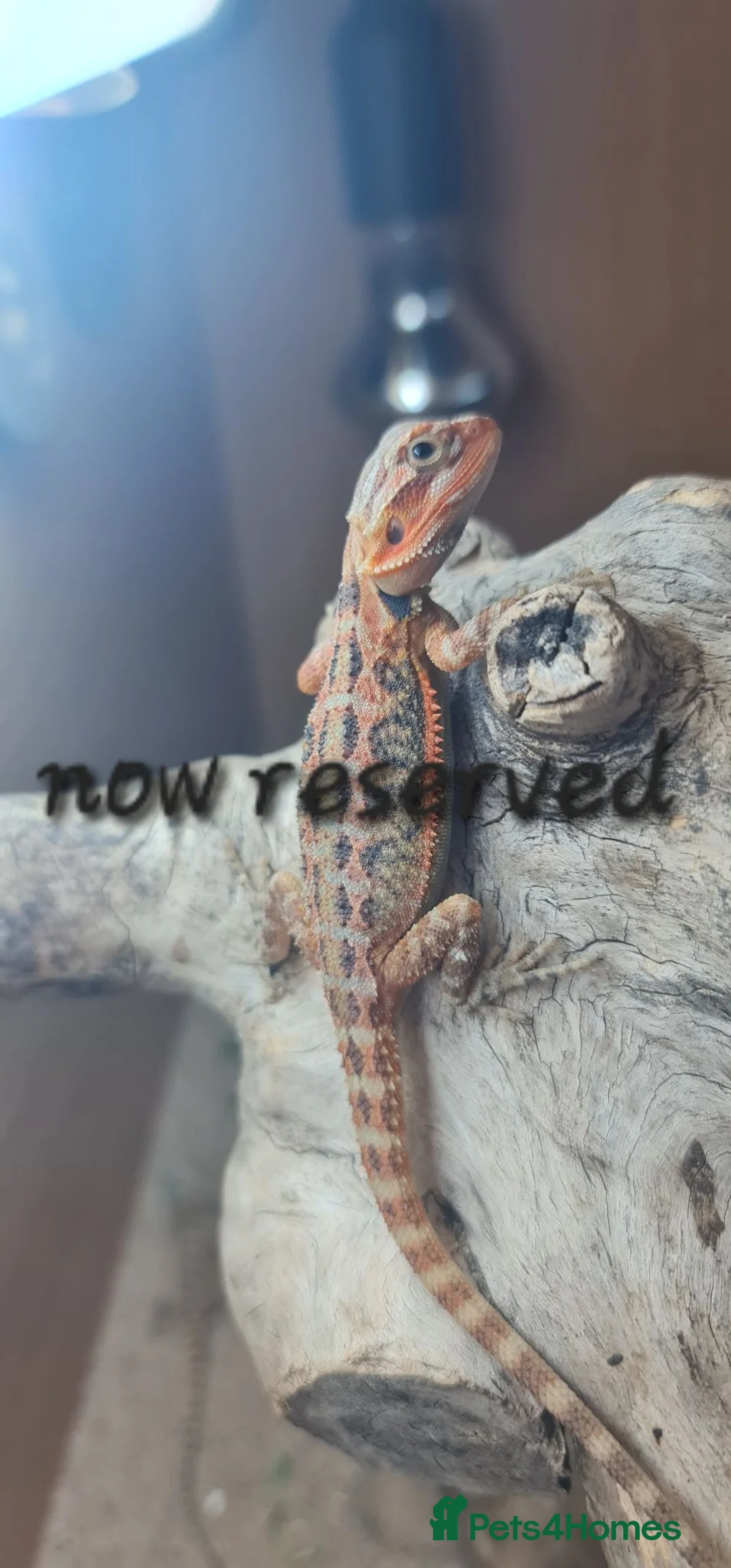 Bearded Dragon reptiles for sale: Only 5 left! Red X sun burst babies  - Advert 2