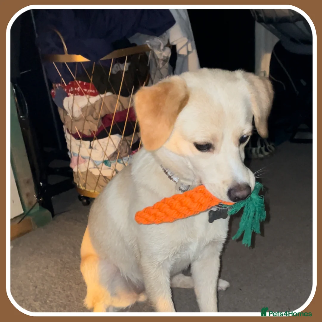 Mixed Breed dogs for sale: Belle the pomeagle - Advert 9