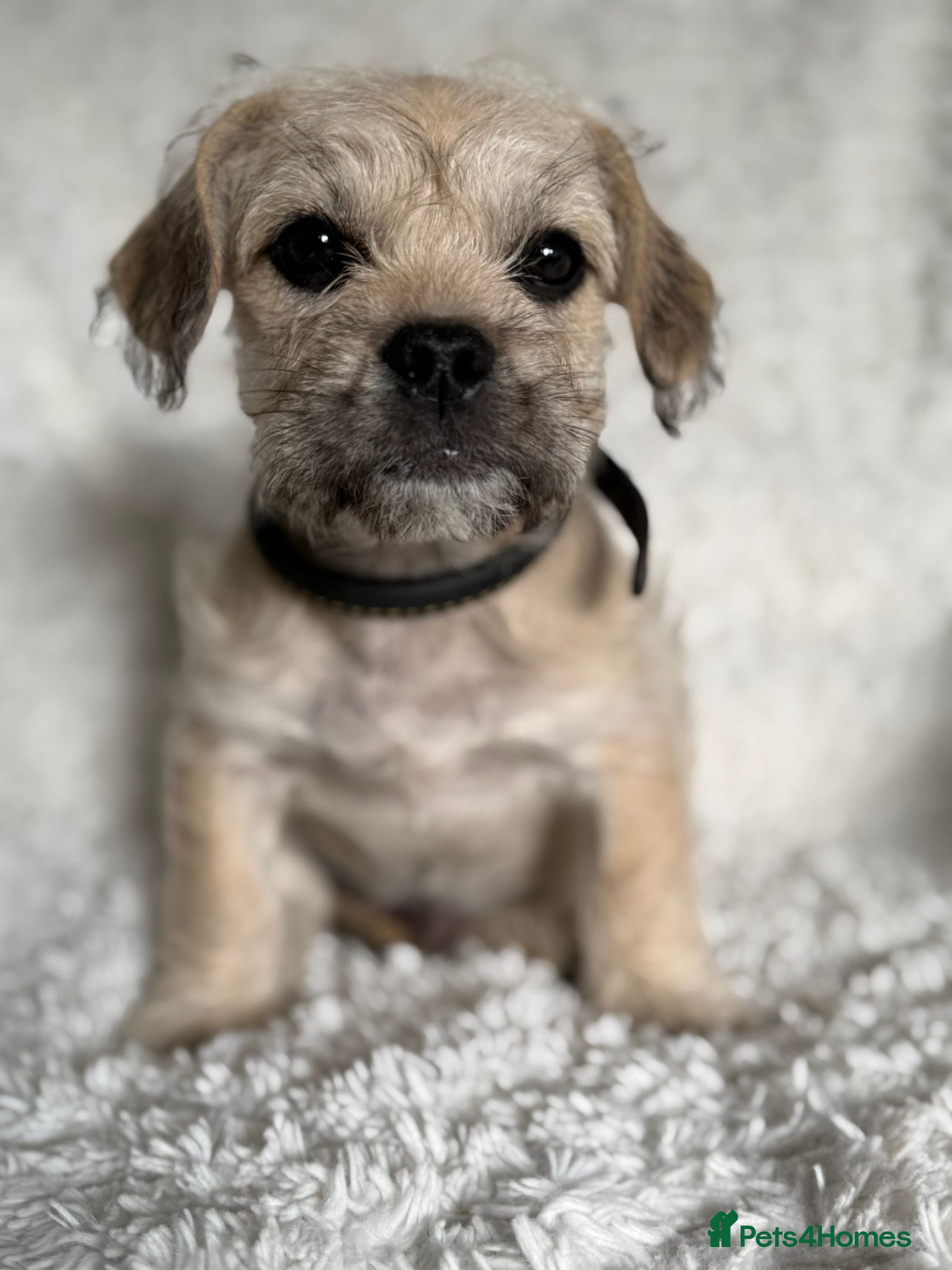 Mixed Breed dogs TO  BE A PART OF A FAMILY AND SPOILT  - Advert 11