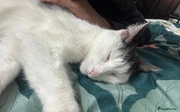 Mixed Breed cats for sale: 🐾 Loving Cat for Sale – “Cloud” 🐾 - Image 3