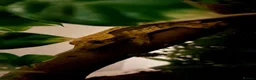 Gecko reptiles for sale: Male 1 year old crested gecko  - Advert 2