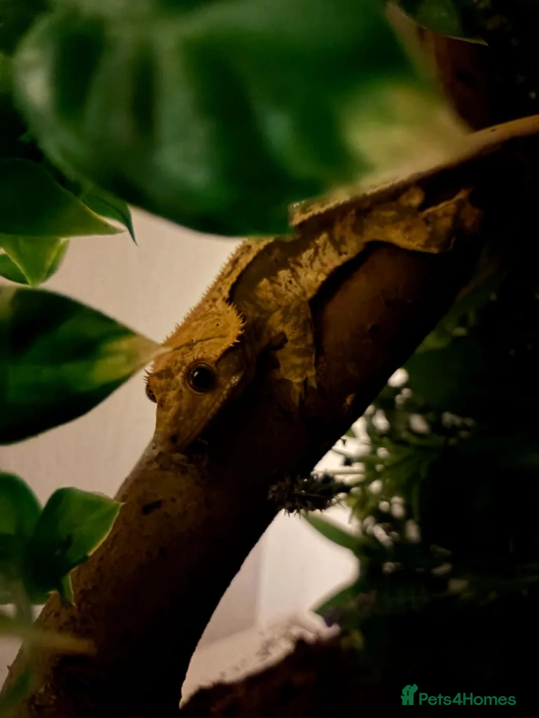 Gecko reptiles for sale: Male 1 year old crested gecko  - Advert 2