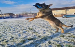 German Shepherd dogs for stud: Male German shepherd  - Image 6