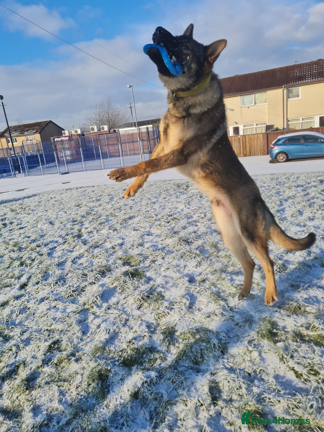German Shepherd dogs for stud: Male German shepherd  - Image 6