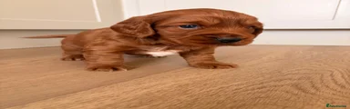 Cockapoo 1