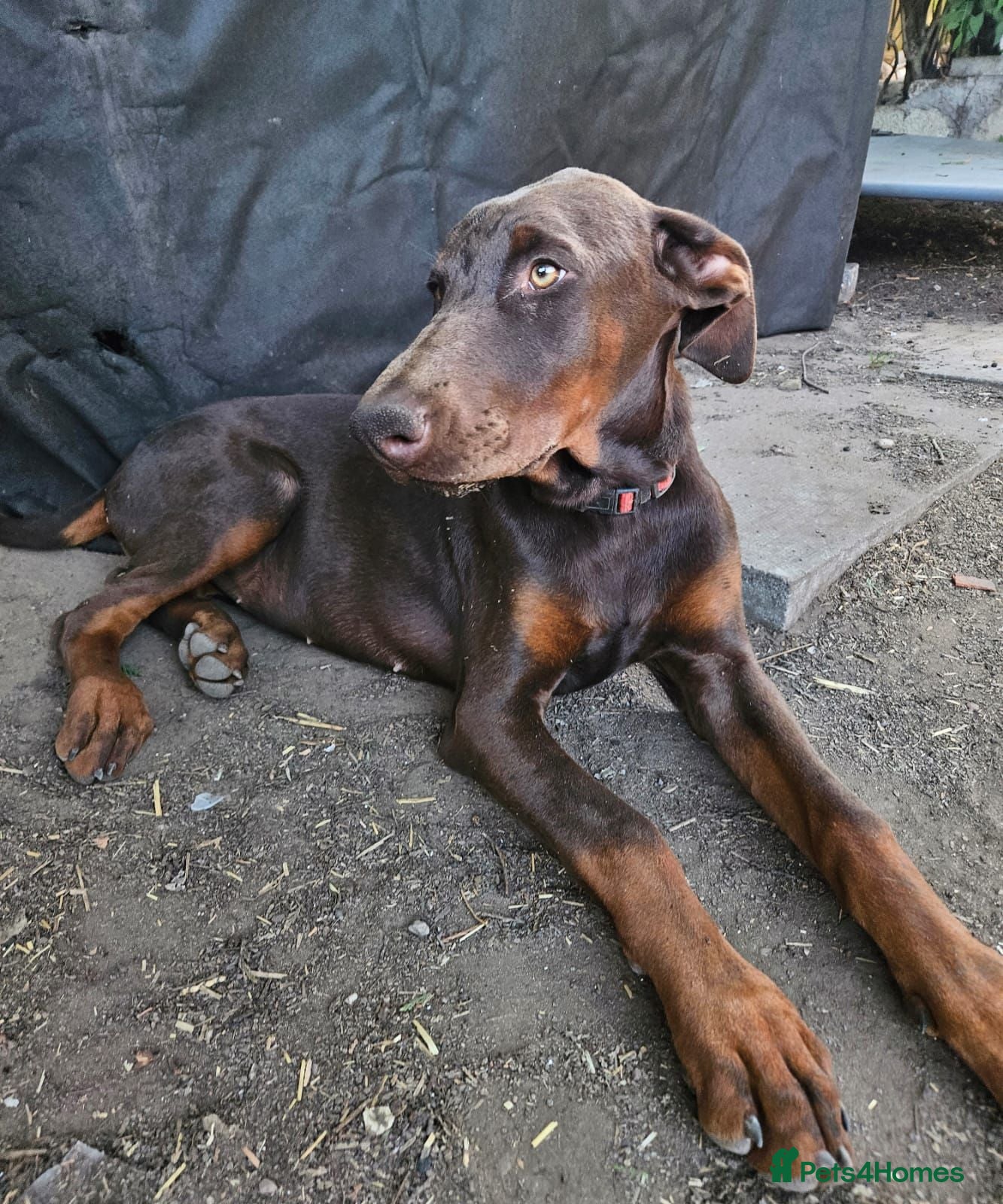 Dobermann dogs 🐕🐾 World Champion Bloodline female. 🏆 🐾 - Advert 6