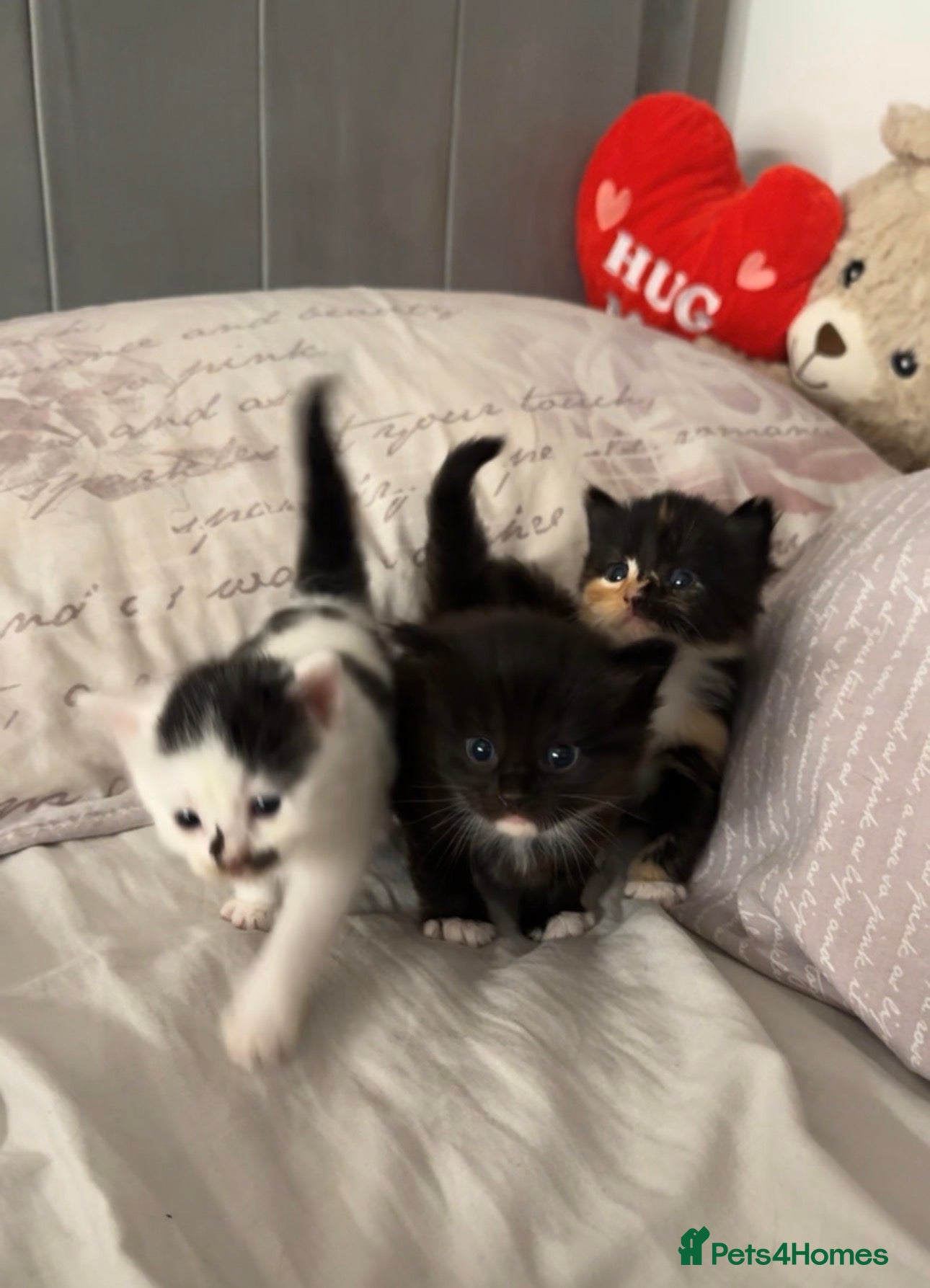 Mixed Breed cats 3 beautiful kittens available  - Advert 2