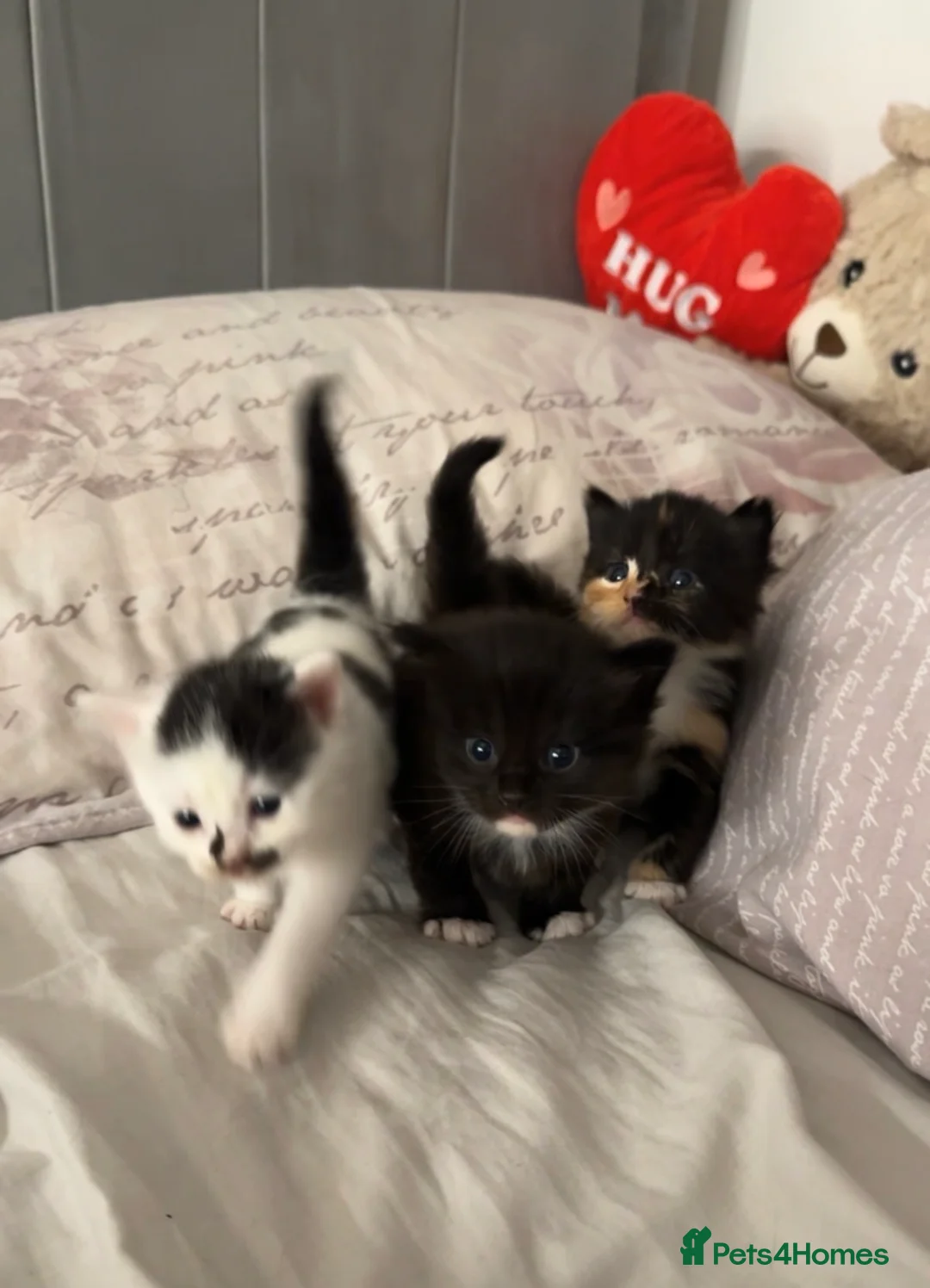 Mixed Breed cats for sale: 3 beautiful kittens available  - Advert 1