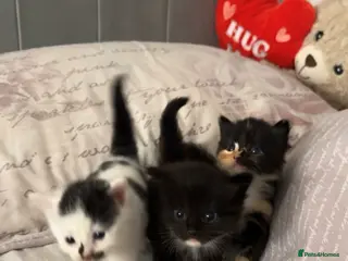 Mixed Breed cats 3 beautiful kittens available - Advert 2