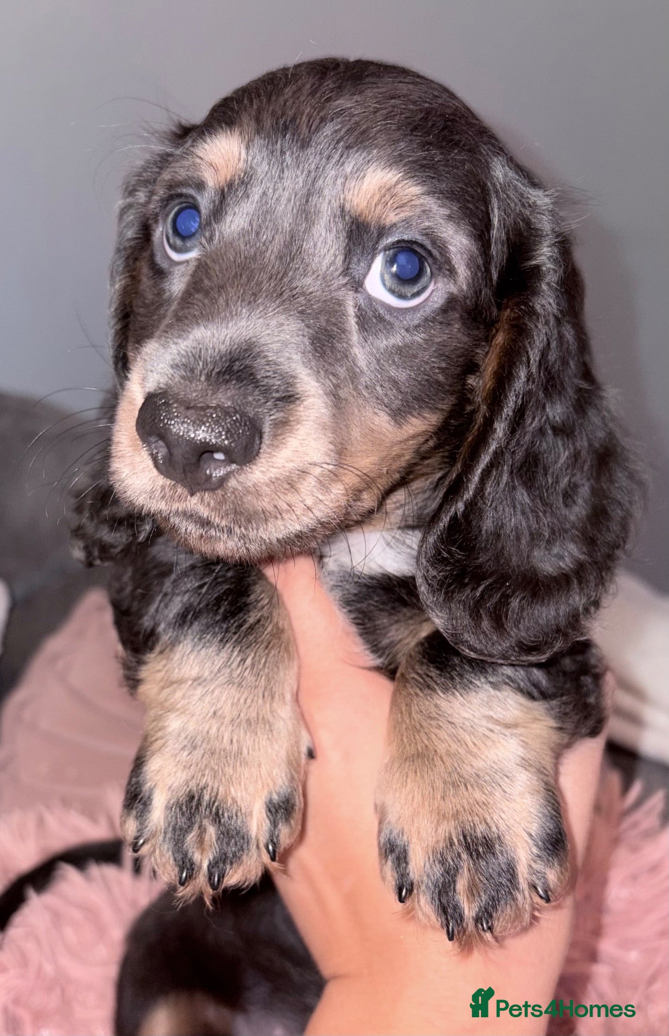 Miniature Dachshund dogs Ready now Reduced !!Beautiful well loved babies  - Advert 2