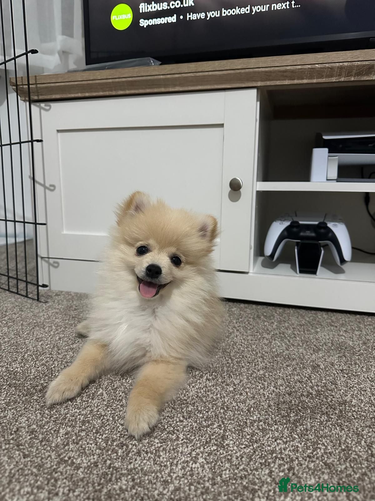 Pomeranian dogs Pomeranian Puppy - Advert 1