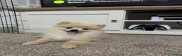 Pomeranian dogs for sale: Pomeranian Puppy - Advert 1