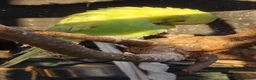 Budgerigars birds for sale: 1 male 1 female budgie £30 each  - Advert 10