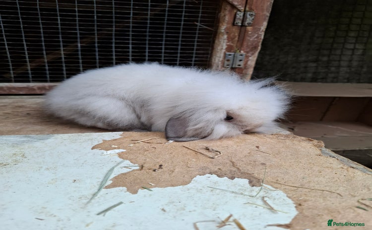 Mini Lion Lop rabbits - Advert 1