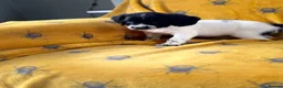 English Springer Spaniel dogs for sale: ENGLISH SPRINGER SPANIEL PUPS  - Advert 10