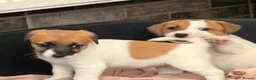 Jack Russell dogs for sale: Traditional Jack Russell Puppies for Sale - Advert 13