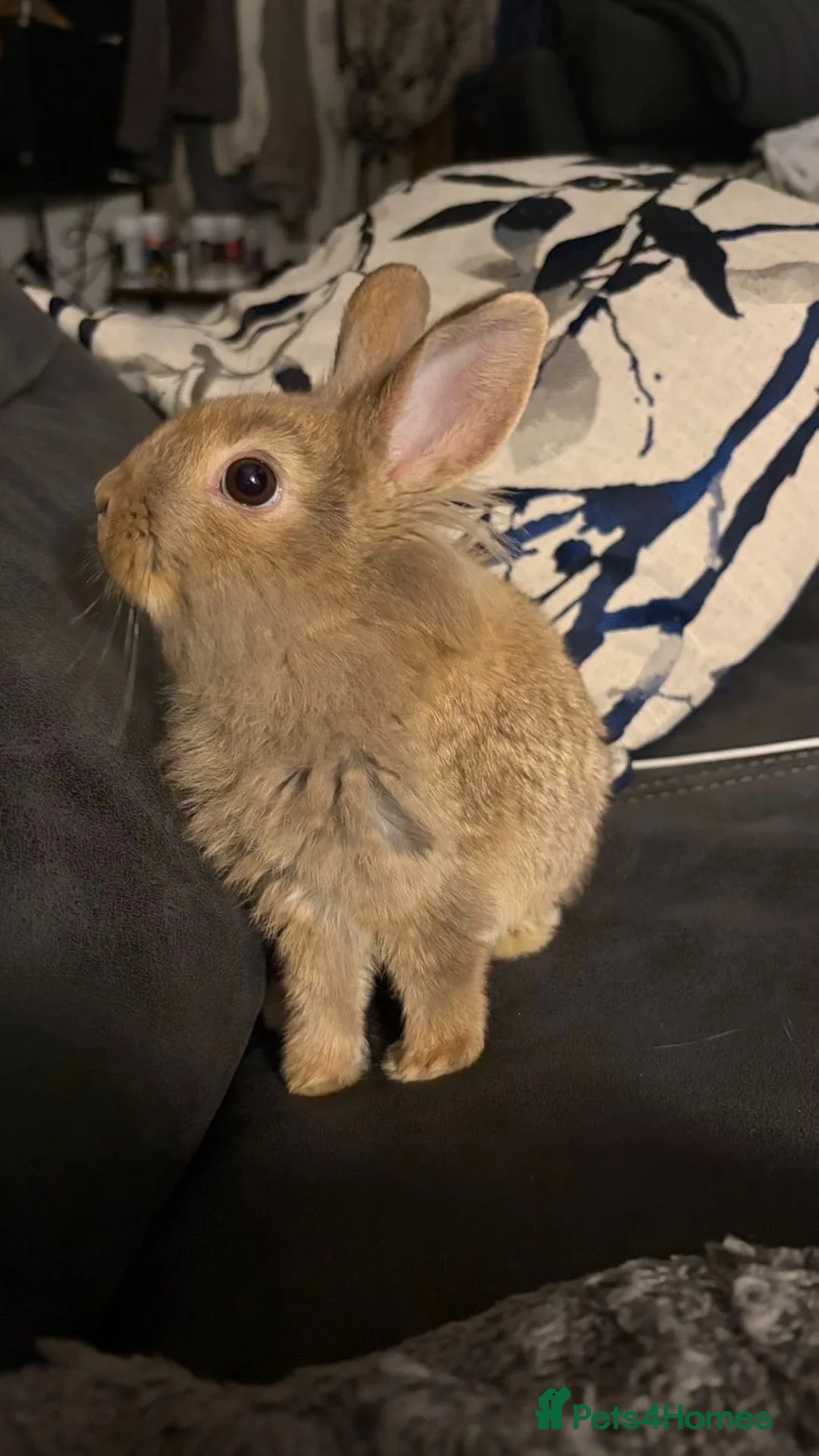 Mixed Breed rabbits for sale: Male and female rabbit in Lincoln - Advert 2