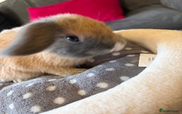 Lionhead rabbits for sale: Beautiful Lionhead/Mixed breed baby rabbits  - Image 16