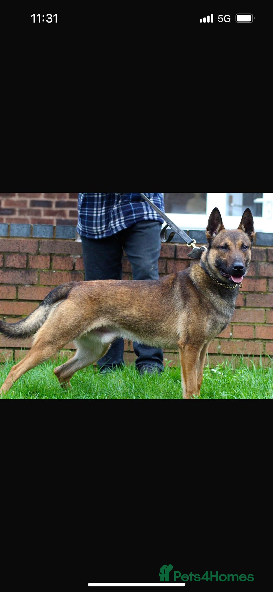 Belgian Shepherd Dog dogs for sale: Belgian malinois puppies - Image 18