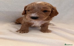 Cockapoo dogs for sale: F1 Cockapoo puppies, KC parents, health tested! - Image 3