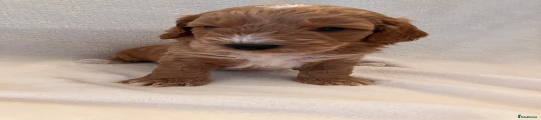 Cockapoo Puppy 1
