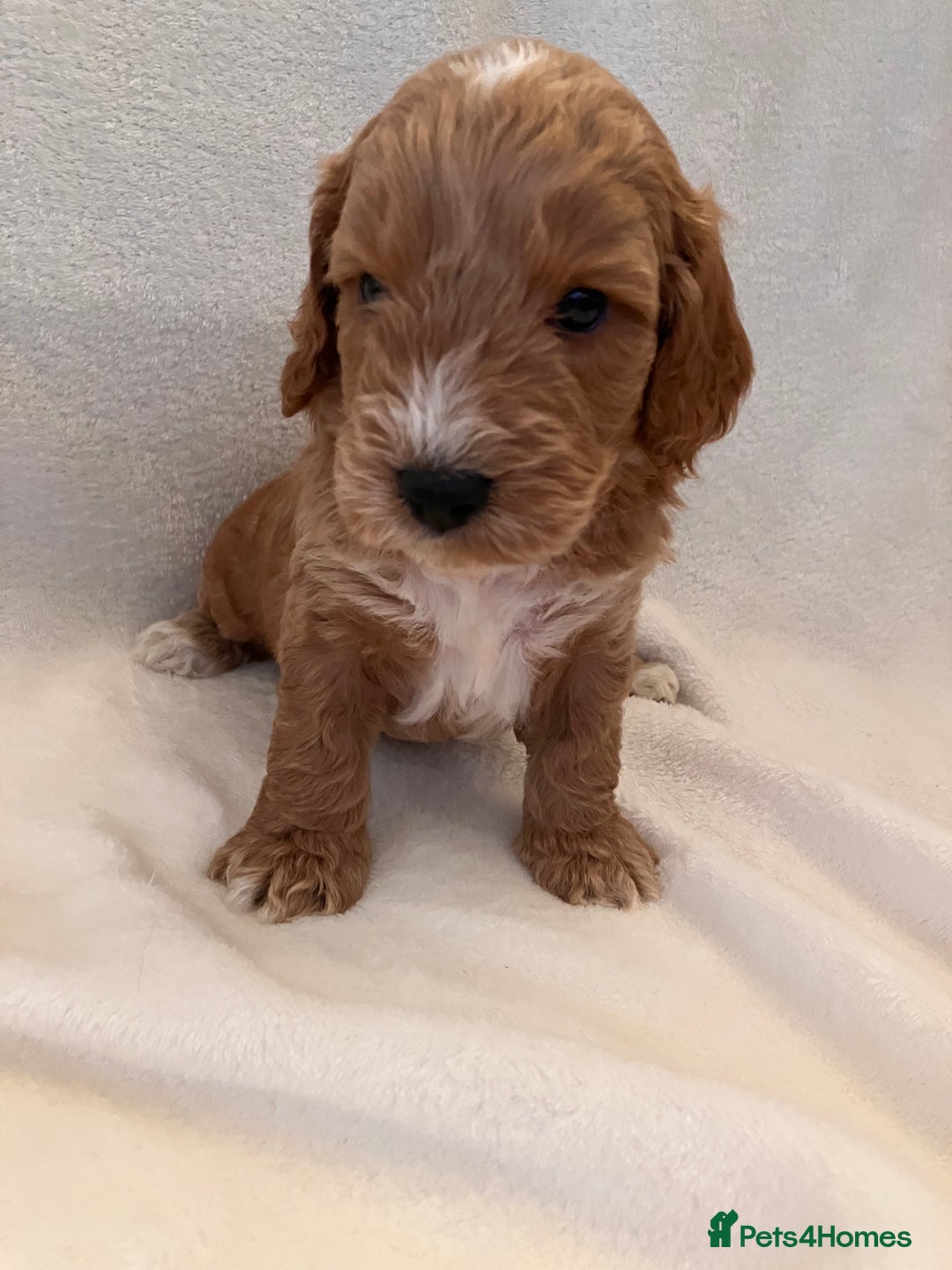 Cockapoo dogs for sale: F1 Cockapoo puppies, KC parents, health tested! - Image 3