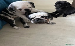Pug dogs for sale: Loving Pug Puppies  - Image 8