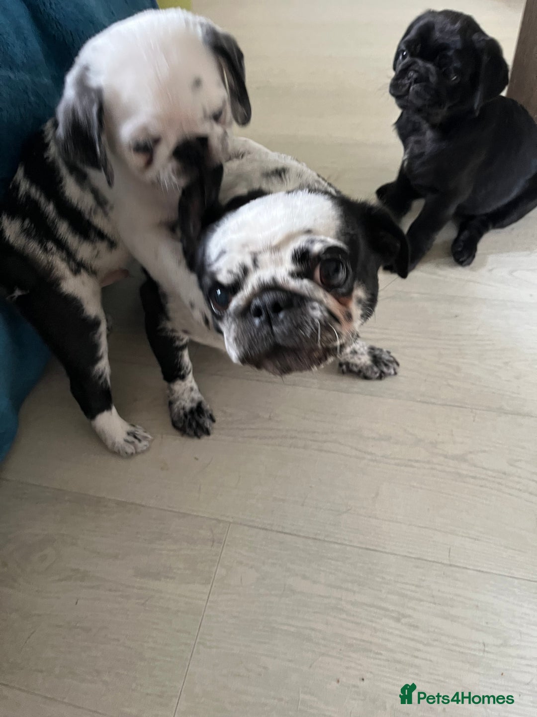 Pug dogs for sale: Loving Pug Puppies  - Image 8