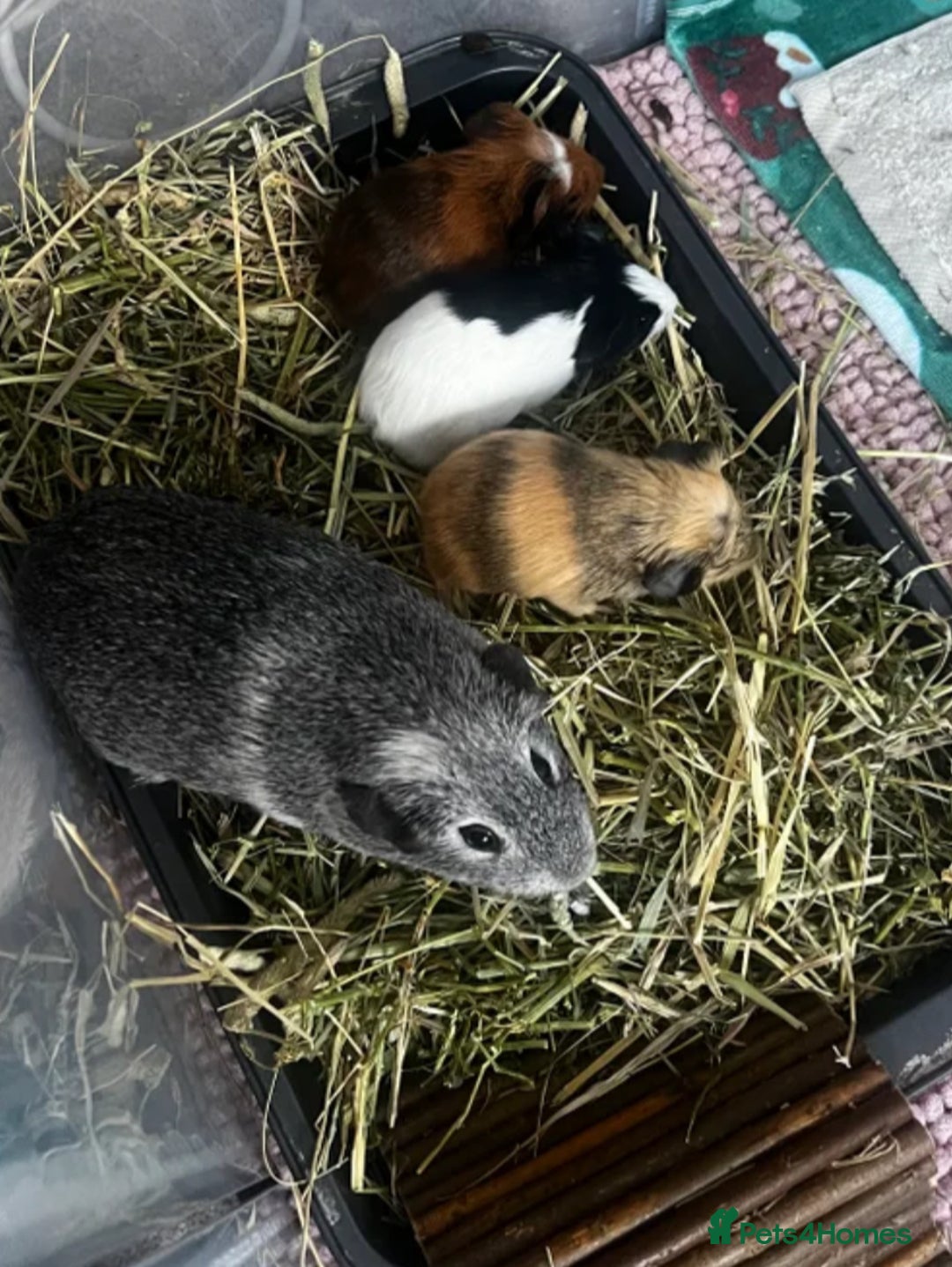 Guinea Pig rodents for sale: Male baby guinea pig - Advert 4