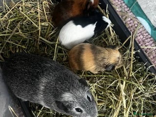 Guinea Pig rodents Male baby guinea pig - Advert 2