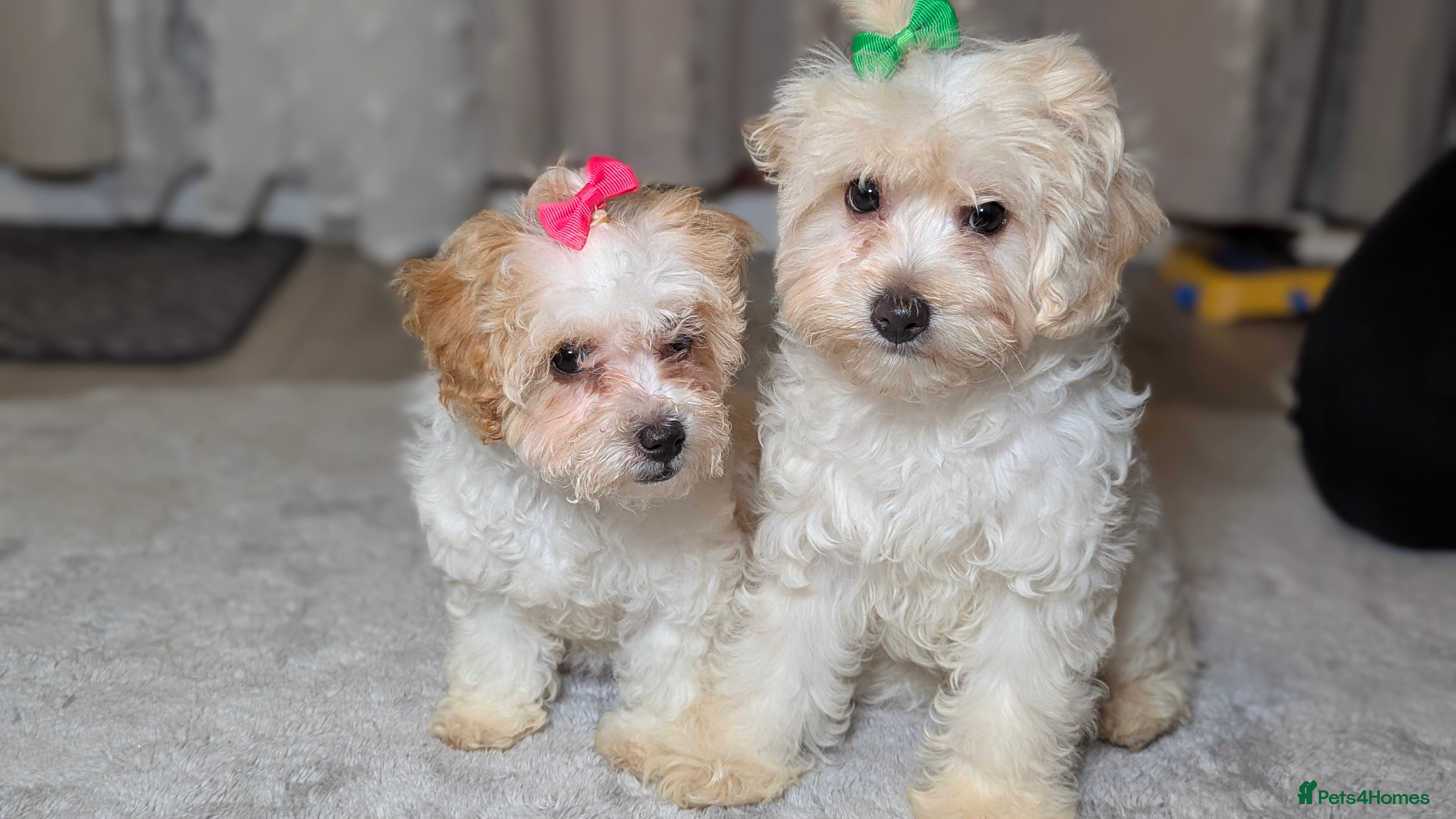Maltipoo dogs Olivia M - Advert 1