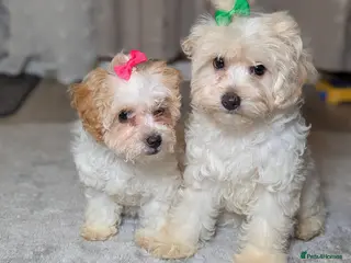 Maltipoo dogs Olivia M - Advert 1
