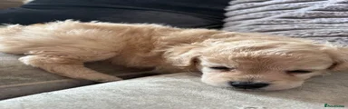 Mixed Breed 1