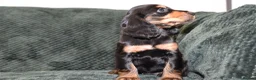 Cocker Spaniel dogs for sale:  Ready Now Kc Reg Show Type Cocker Spaniel - Advert 6