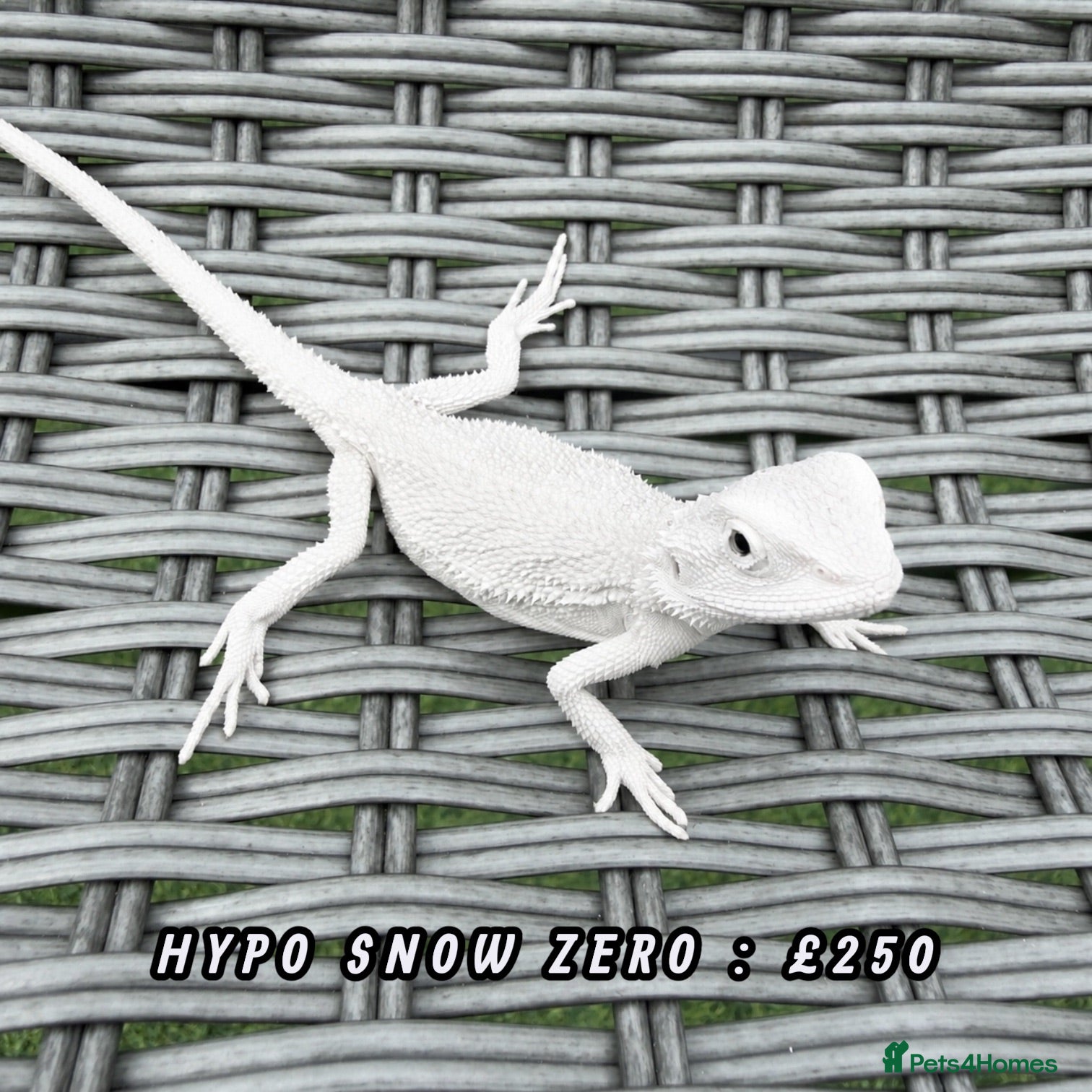 Bearded Dragon reptiles BEARDED DRAGONS - Advert 1